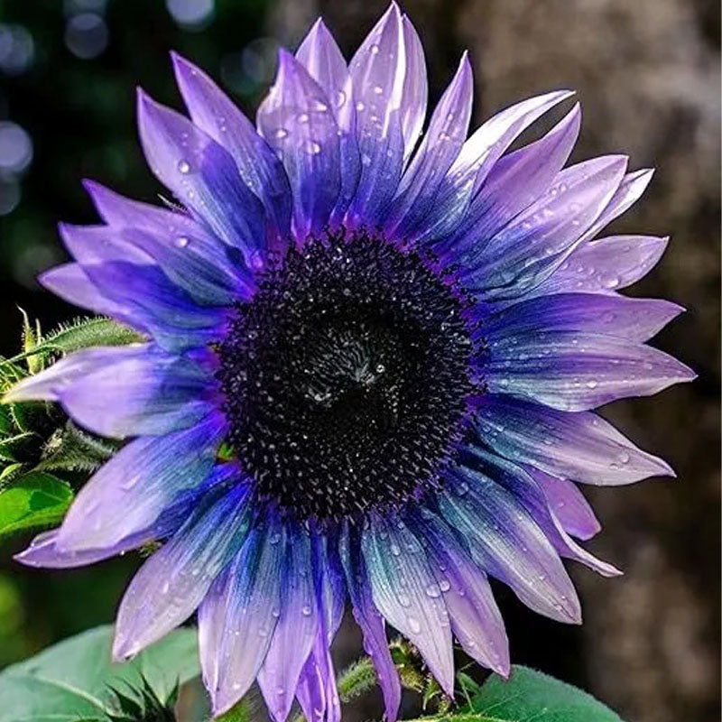 Sunflower Seeds For Planting Rare Multi Color Garden Seeds