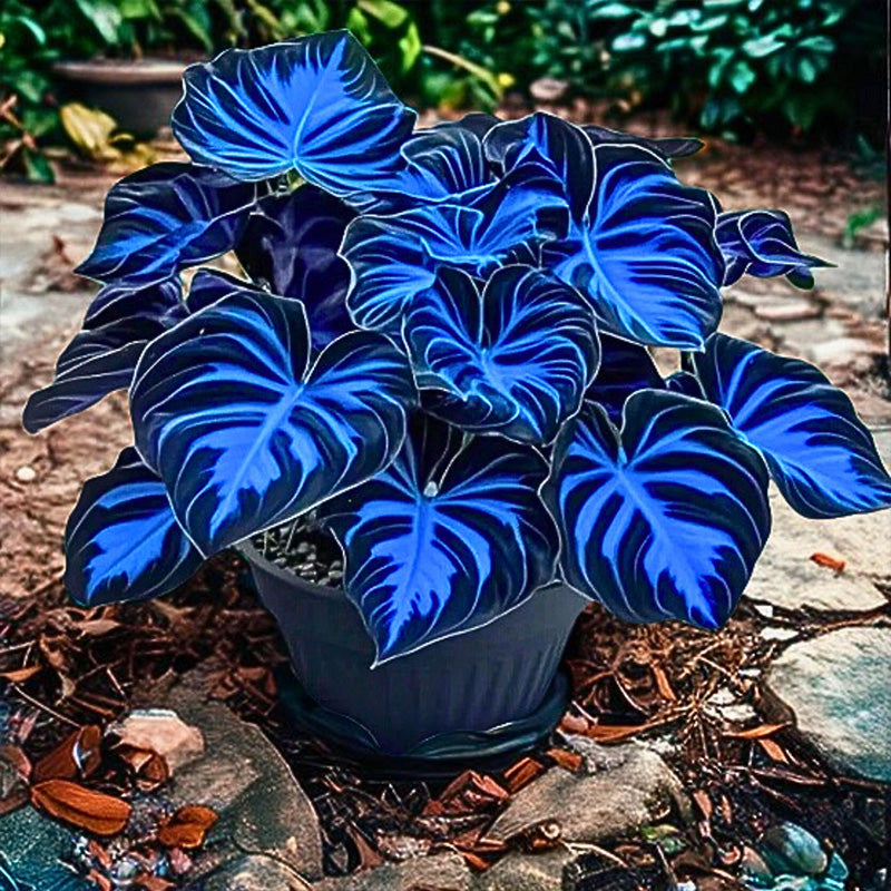 Fast Growth Dark Blue Caladium Bicolor Seeds