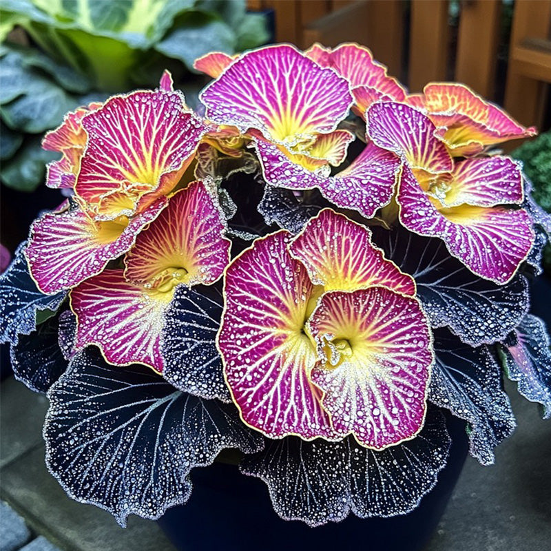 Begonia Rex 'Twilight Sparkle' Seeds