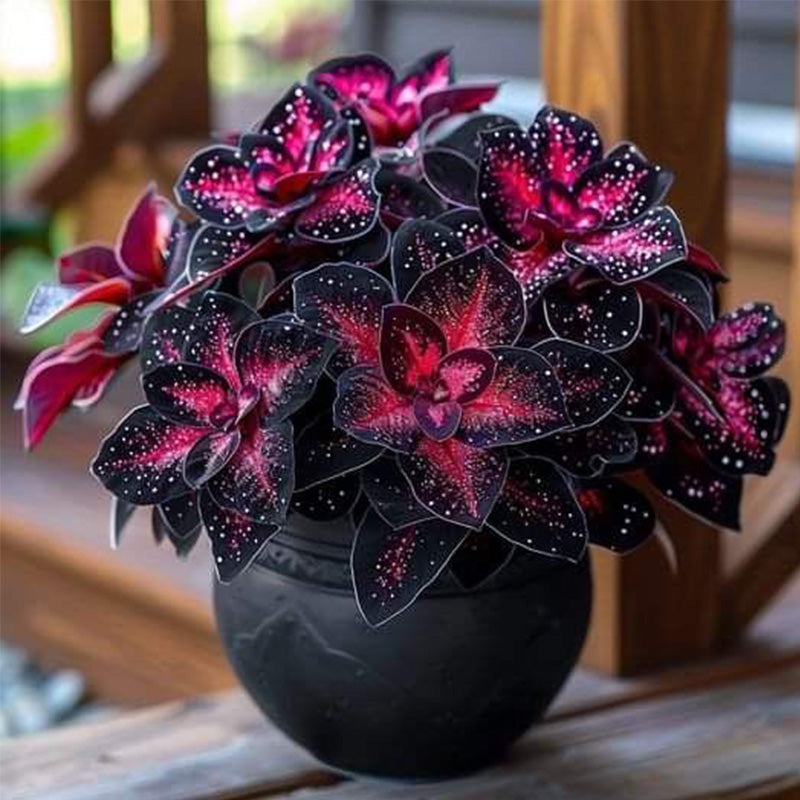 Stardust Begonia Seeds