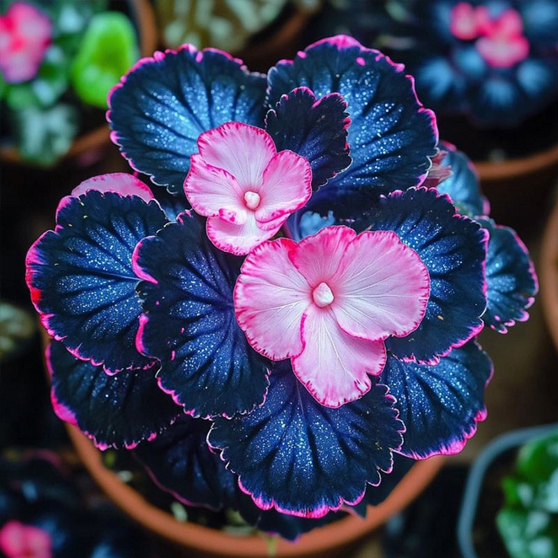 Begonia Rex 'Pink Lightning' Seeds