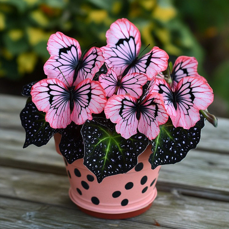 Charming Butterfly Plant Seeds
