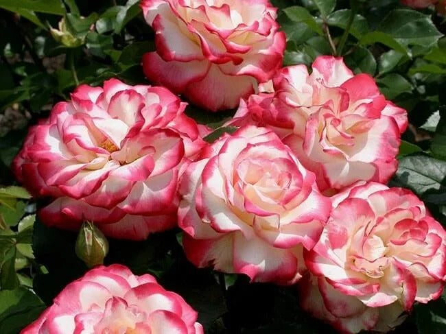 Rosa 'Cherry Parfait' Seeds