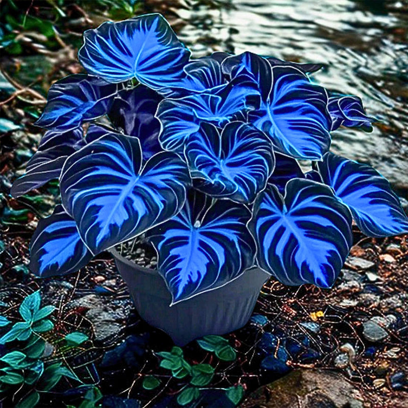 Fast Growth Dark Blue Caladium Bicolor Seeds