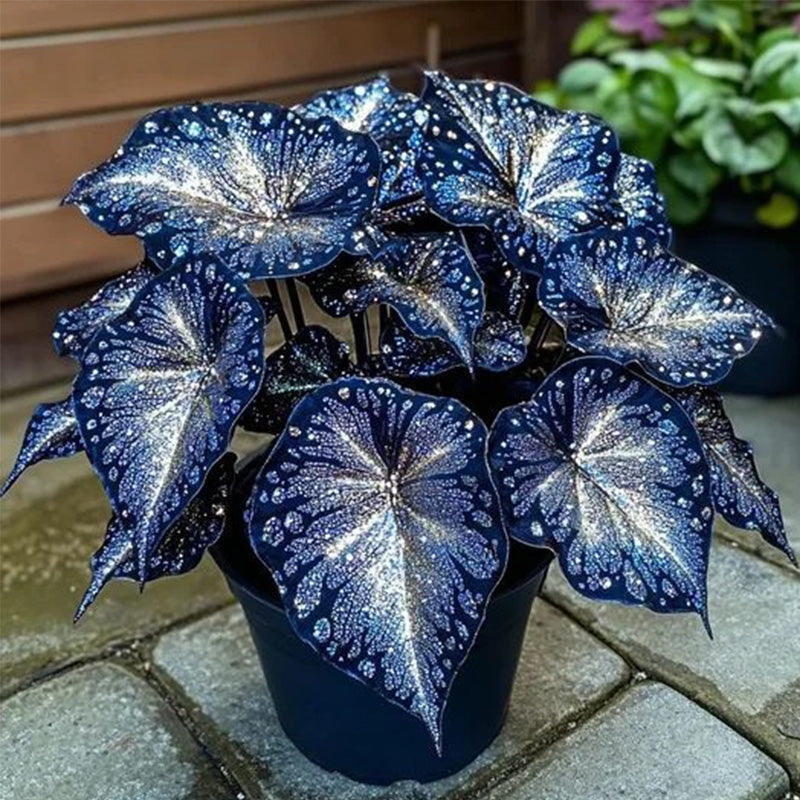 Blue Night Spark Begonia Seeds