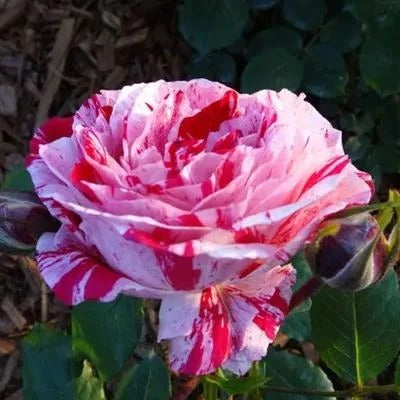 'Variegata di Bologna' Rose Seeds