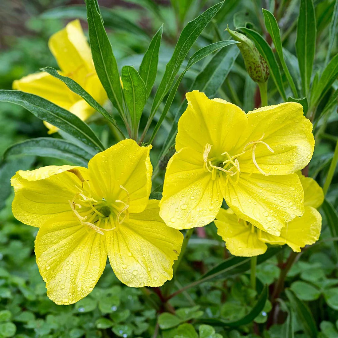 Missouri Primrose Seeds(Dwarf)