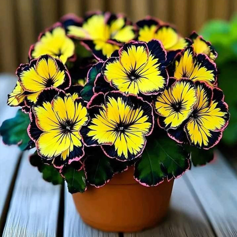 Begonia Rex 'Golden Sunburst' Seeds