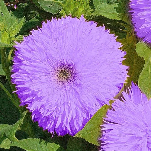 Purple Teddy Bear Sunflower Seeds