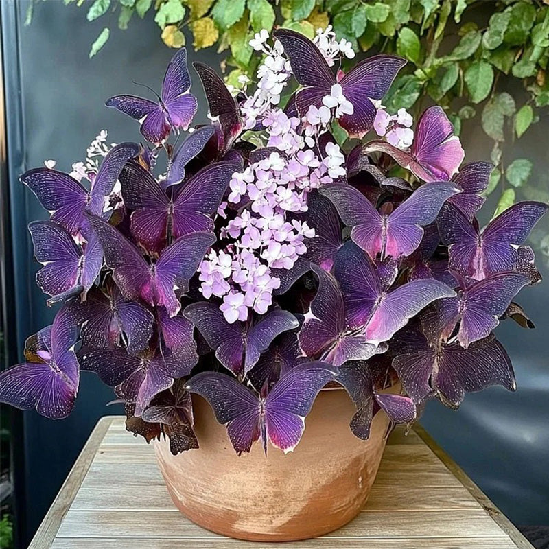 Charming Butterfly Plant Seeds