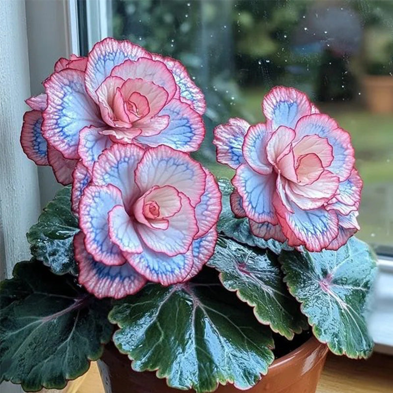 Begonia Rex 'Pink Neon' Seeds