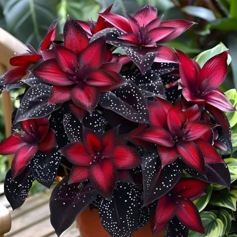 Stardust Begonia Seeds