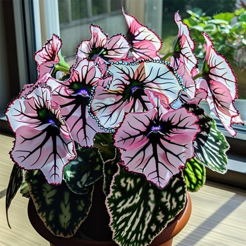 Eclipse Petal Begonia Seeds