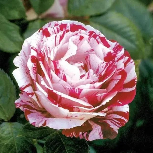 Dark Red White Rose Seeds