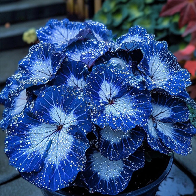 Blue Night Spark Begonia Seeds