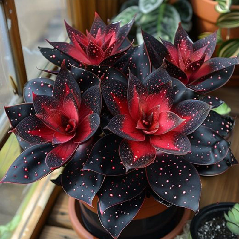 Stardust Begonia Seeds