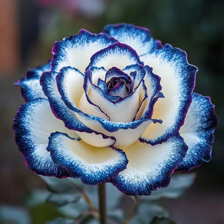 Rare Blue Moon Rose & Multi-Colored Petal Lace Rose Seeds