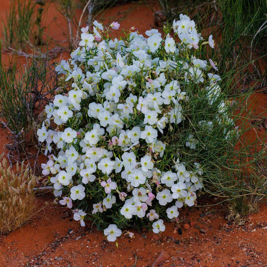 Pale Evening Primrose Seeds