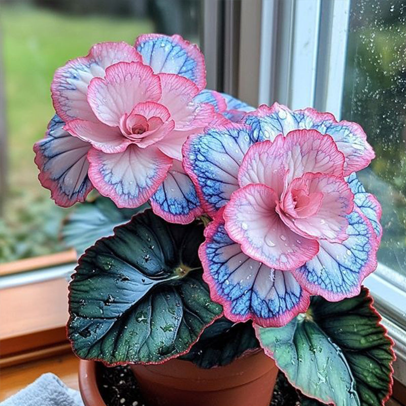 Beautiful Begonia Blooms Seeds