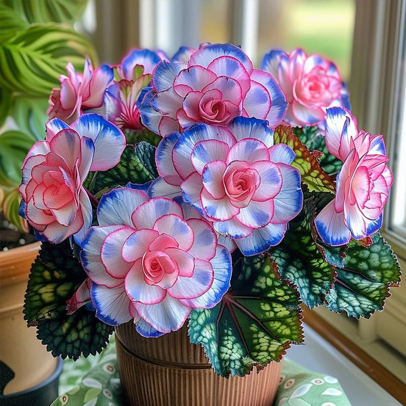 Begonia Rex 'Pink Neon' Seeds
