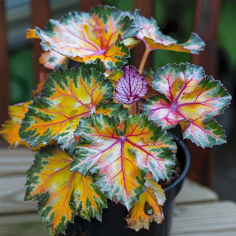 Golden Twilight Begonia Seeds