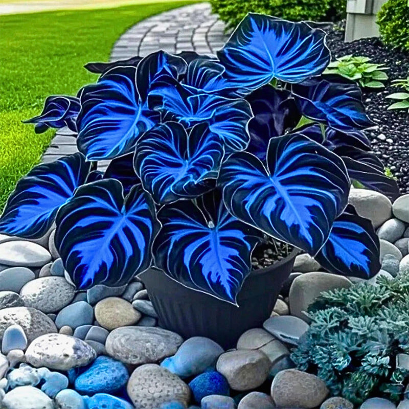 Fast Growth Dark Blue Caladium Bicolor Seeds
