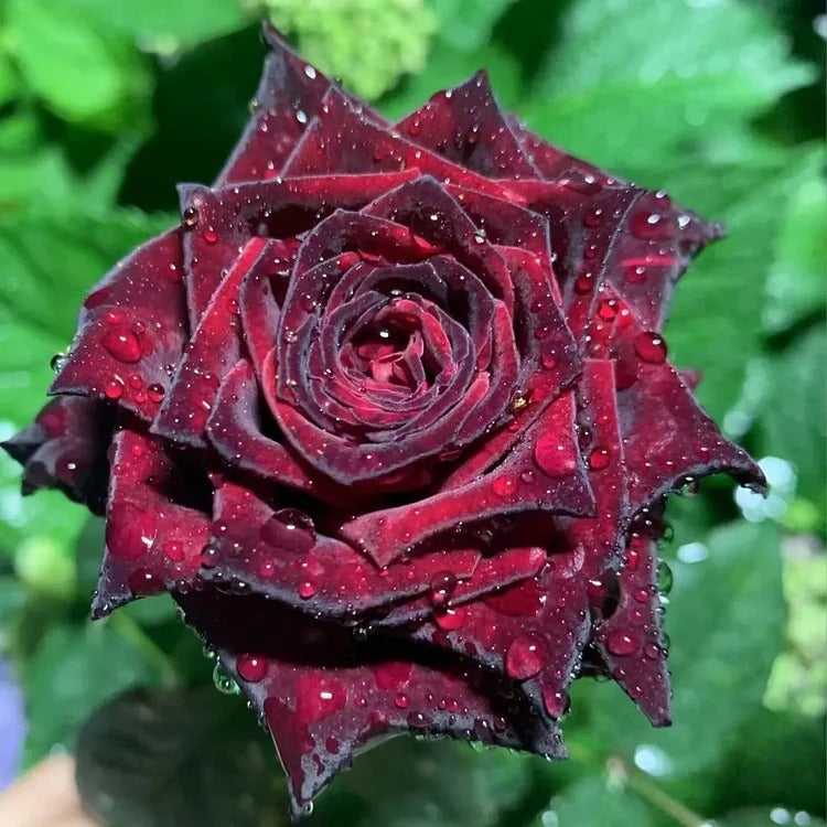Black Buck Rose Seeds