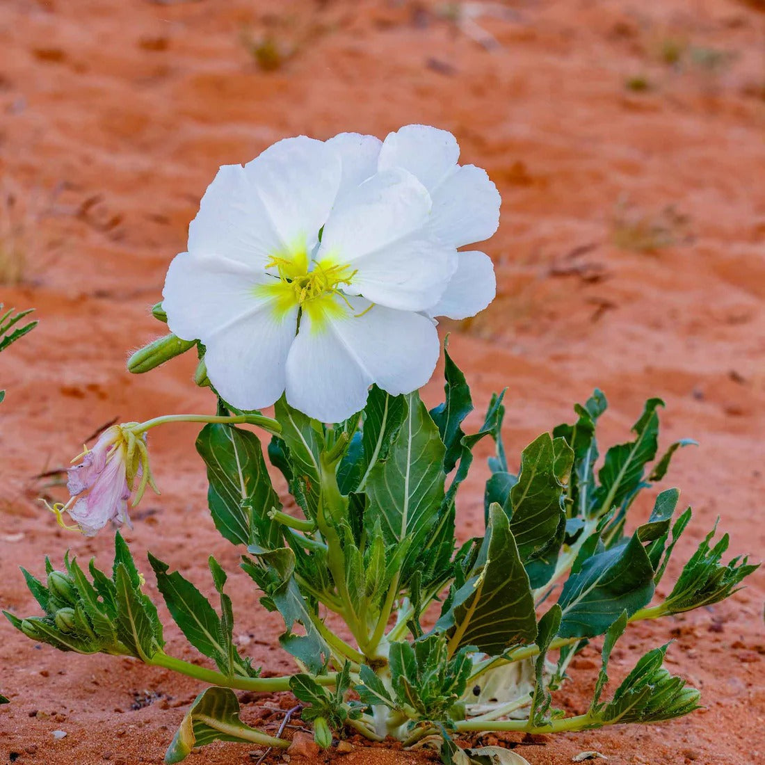 Pale Evening Primrose Seeds