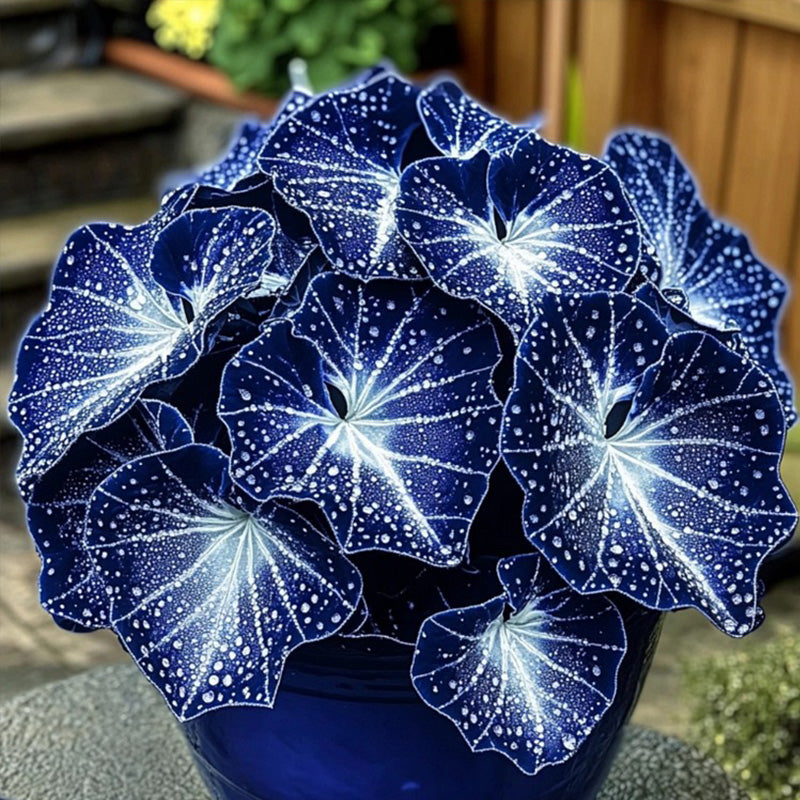 Blue Night Spark Begonia Seeds