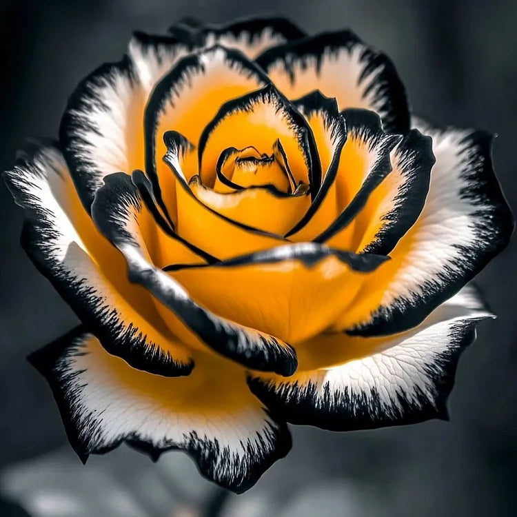 Rare Blue Moon Rose & Multi-Colored Petal Lace Rose Seeds