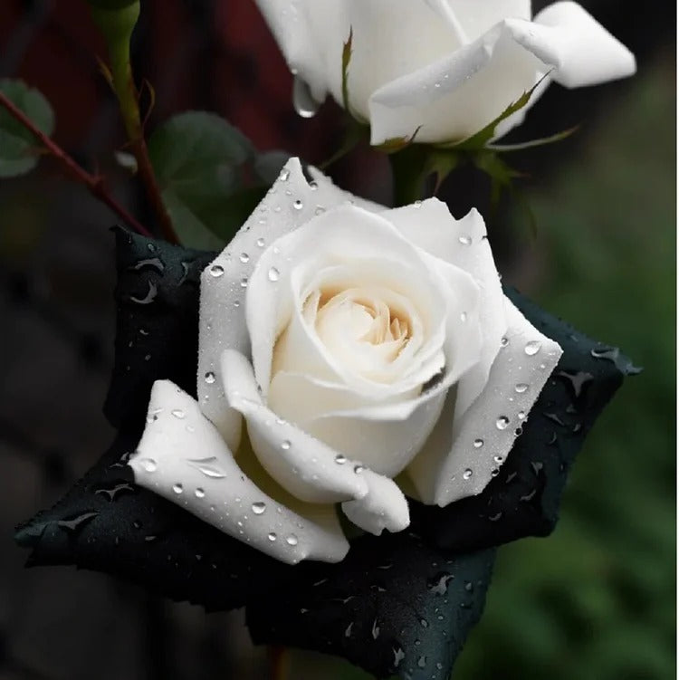 Black&White Kuyla Twin Roses Seeds