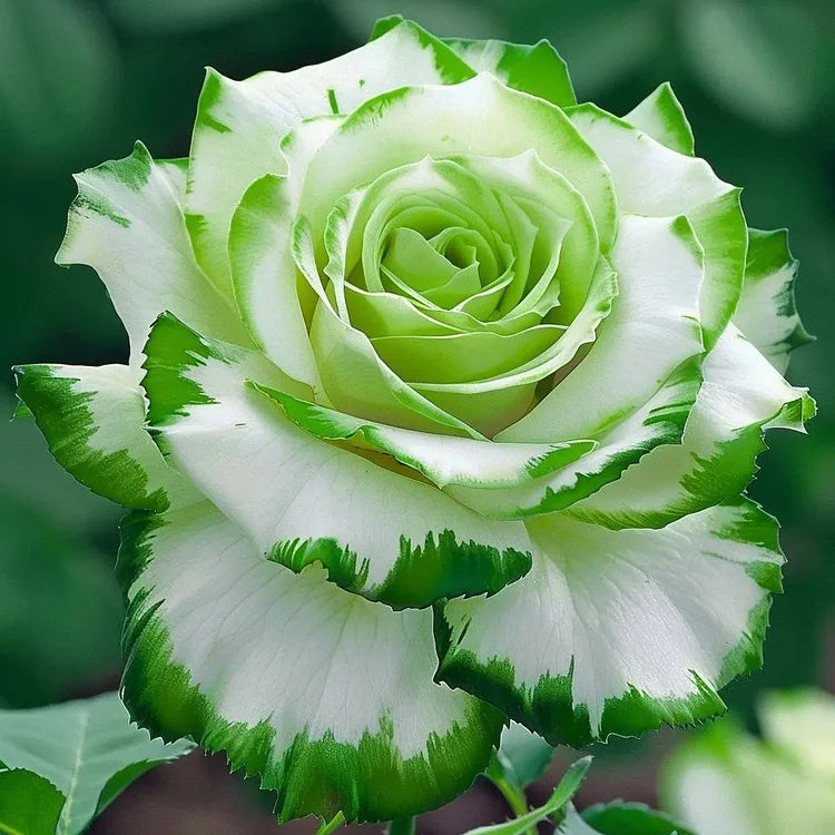 Rare Blue Moon Rose & Multi-Colored Petal Lace Rose Seeds