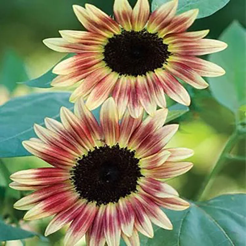 Strawberry Gold Black Heart Hybrid Sunflower Seeds