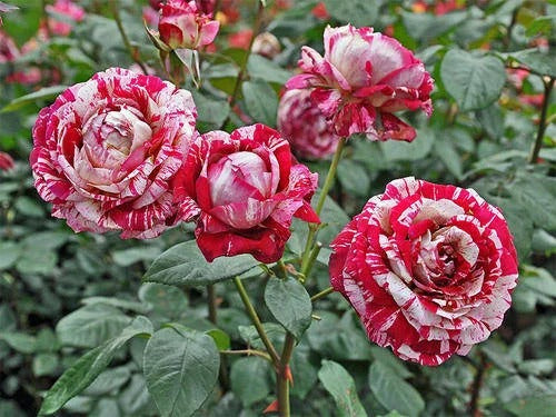 'Variegata di Bologna' Rose Seeds