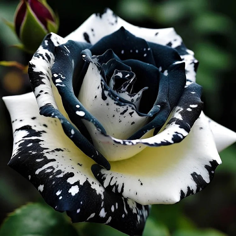 Black&White Kuyla Twin Roses Seeds