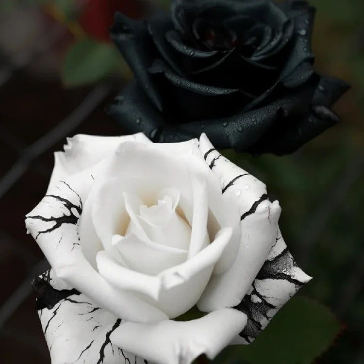 Black&White Kuyla Twin Roses Seeds
