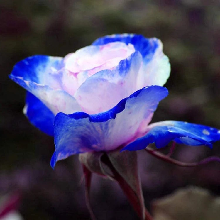 Rare Bag Blue Pink Rose Seeds Scented Plants Flowers