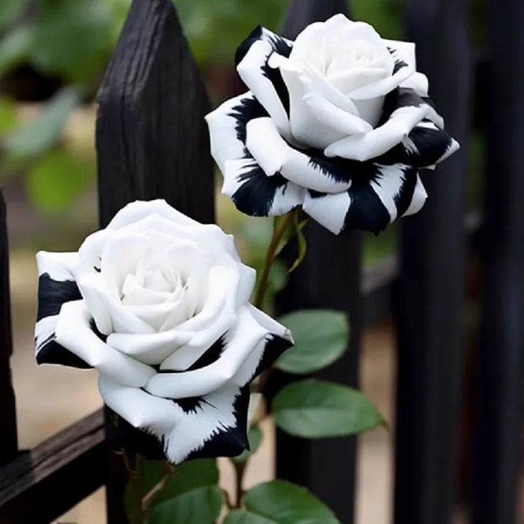 Black&White Kuyla Twin Roses Seeds