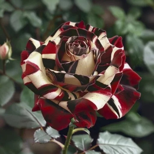 Starlight Mottled Rose Seeds- Rare Multicolor