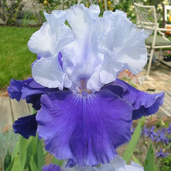 Iris Germanica 'Over Alaska'