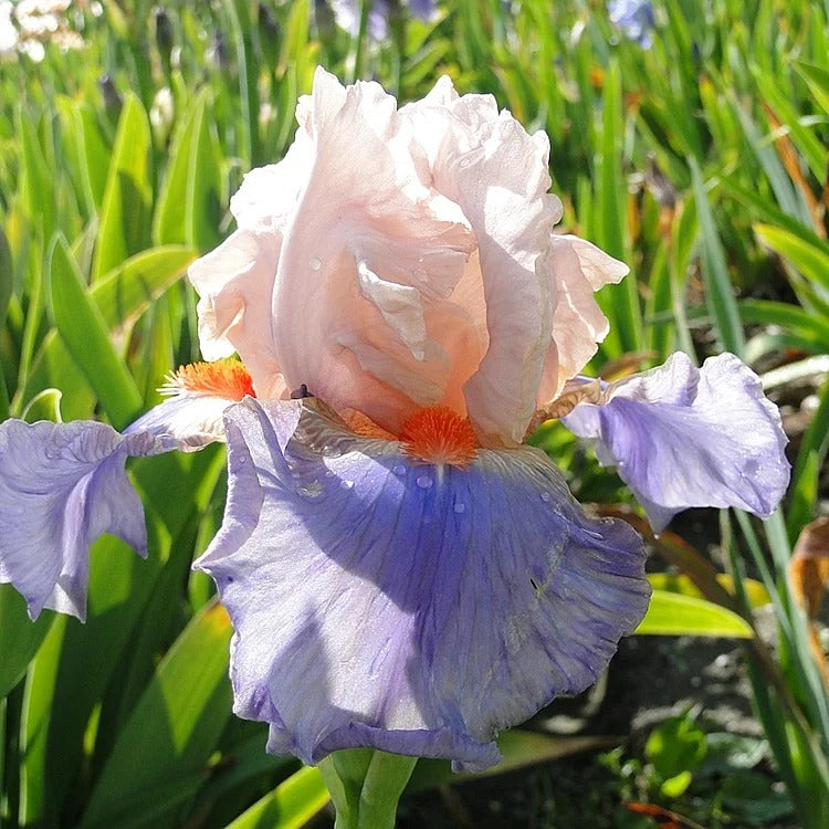 Iris Germanica 'French Cancan'