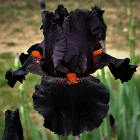 Iris Germanica 'Dracula's Kiss'