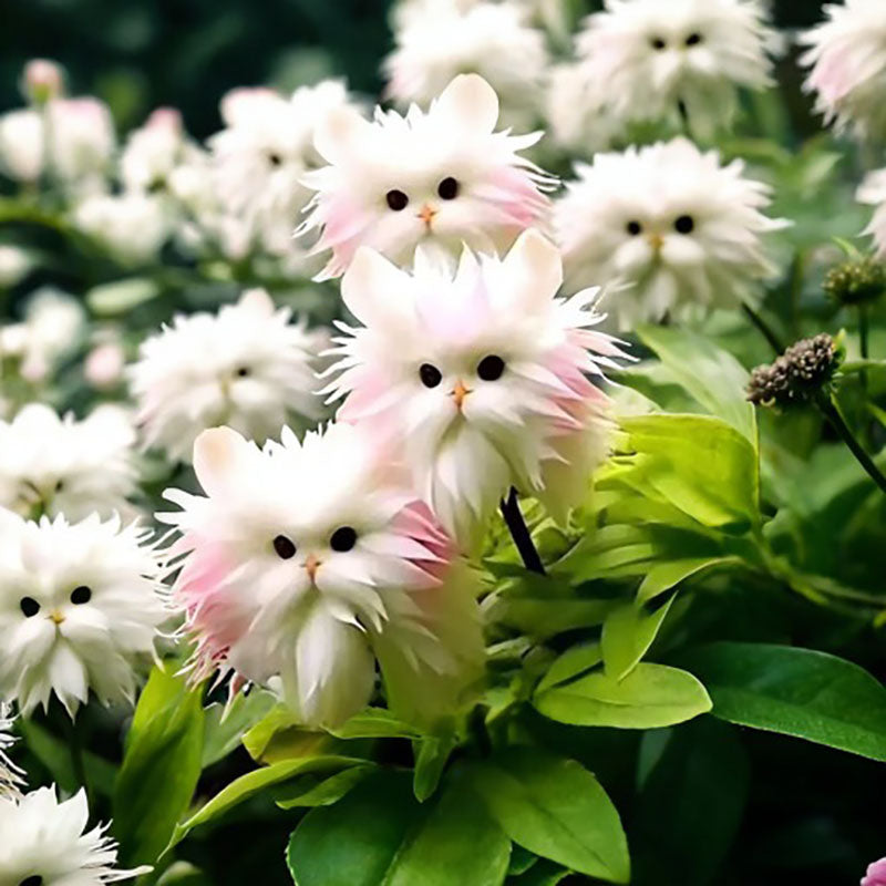 🔥Amazing Plants! 🌈🐱Cat's eye dazzle×Pink long ears cat