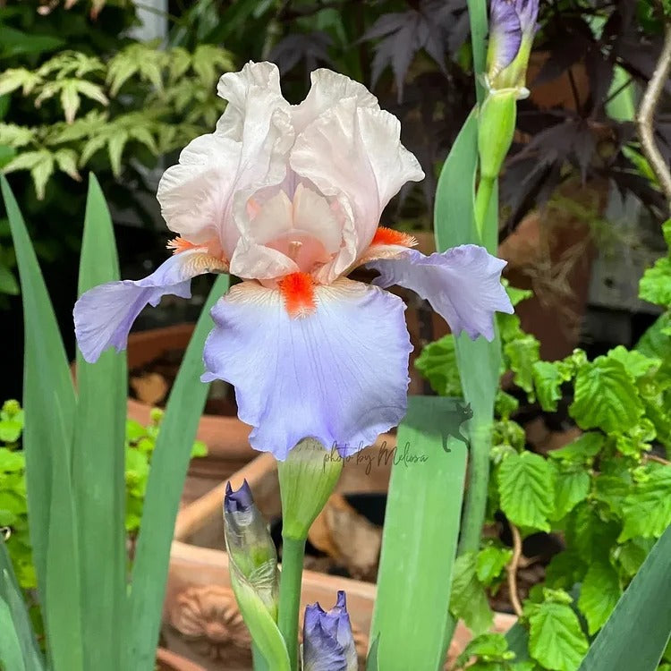 Iris Germanica 'French Cancan'