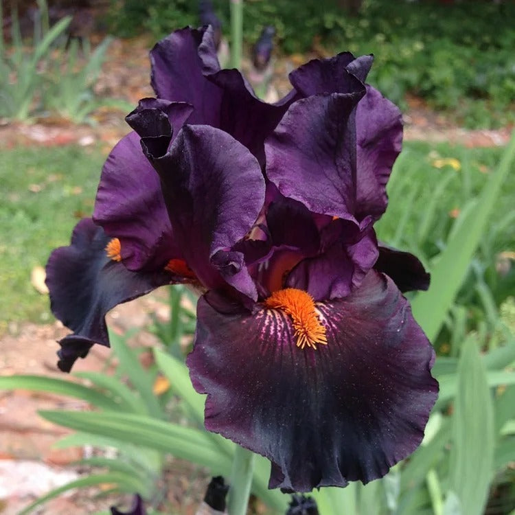 Iris Germanica 'Dracula's Kiss'