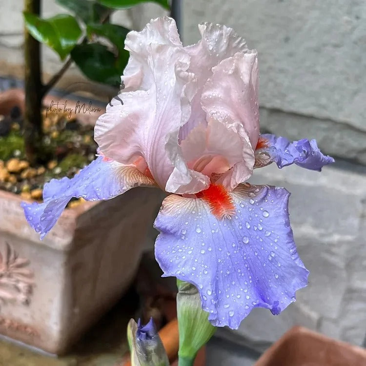 Iris Germanica 'French Cancan'