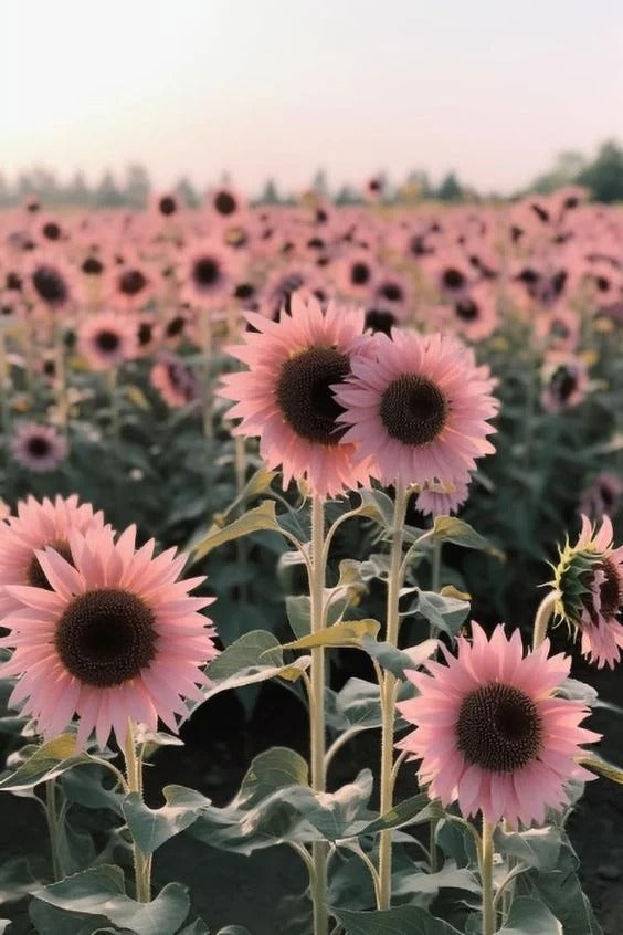 Midnight Oil Pink Sunflowers Seeds