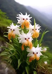 Amazing plants! Cat's eye dazzle