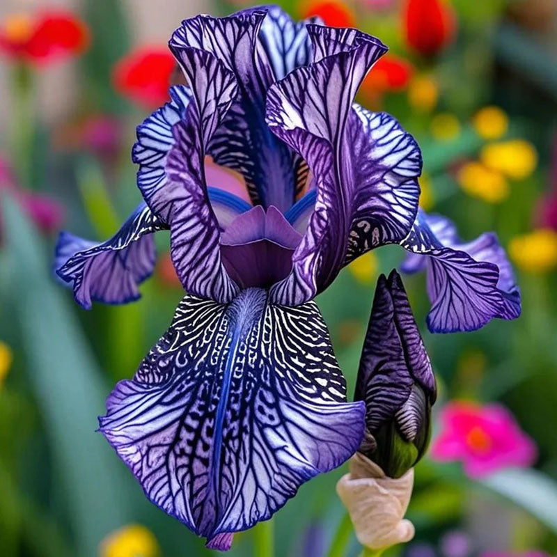 Twilight Blaze-Rare Iris Seeds ⚜️