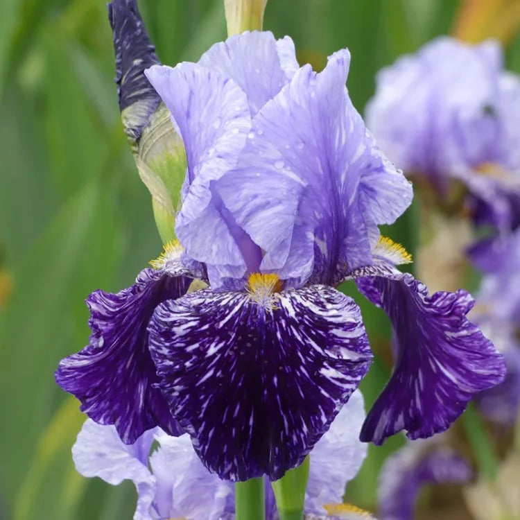 Iris germanica 'Millennium Falcon'